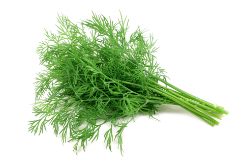 dill